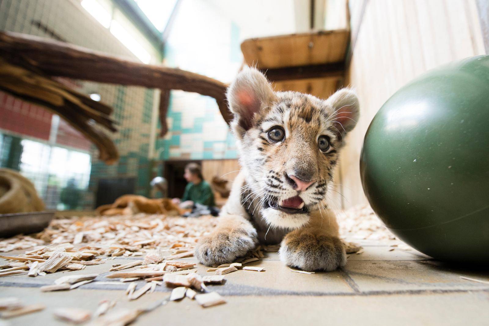 Baby tiger moves house