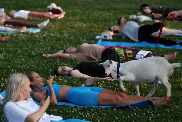 People practice yoga with baby goats in Moscow