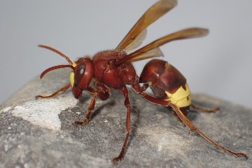 FOTO Orijentalni stršljen stigao je i u Hrvatsku: 'Očekujemo da će se proširiti dalje po državi'