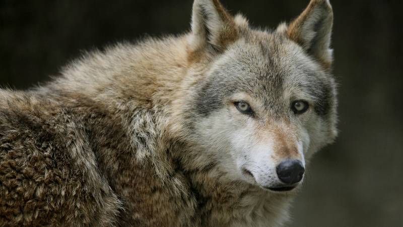 Vuk ugrizao ženu usred Hamburga, uhvatili su ga!