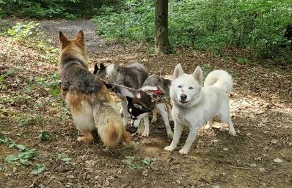 Ostavljeni psi u šumi u Zagrebu imaju mađarski čip. Javila se i vlasnica: 'Ukrali su mi psa!'