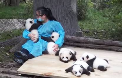 Najbolji posao na svijetu: Mazite pande i zaradite