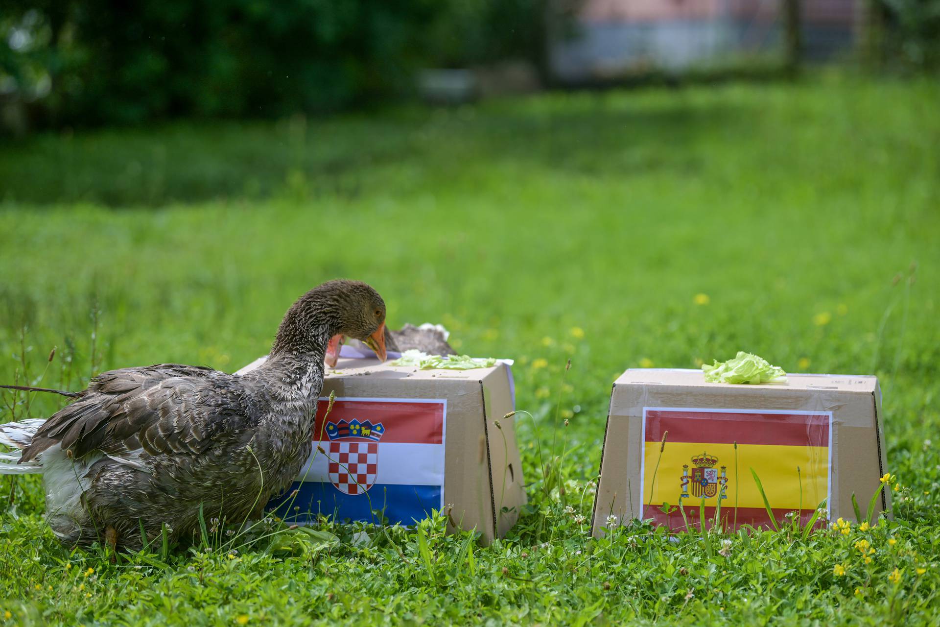 Zabok: Guska Severina prognozira tko će pobijediti na utakmici Hrvatska-Španjolska u subotu