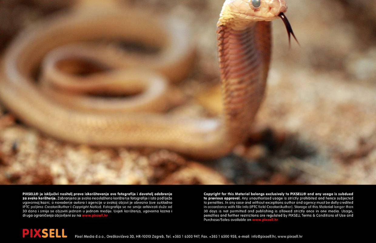 Bezgrešno začeće zmije koja bez partnera živi osam godina