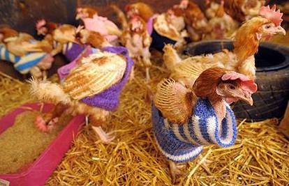 Otrovane kokoši više se ne smiju kuhati za mamurluk