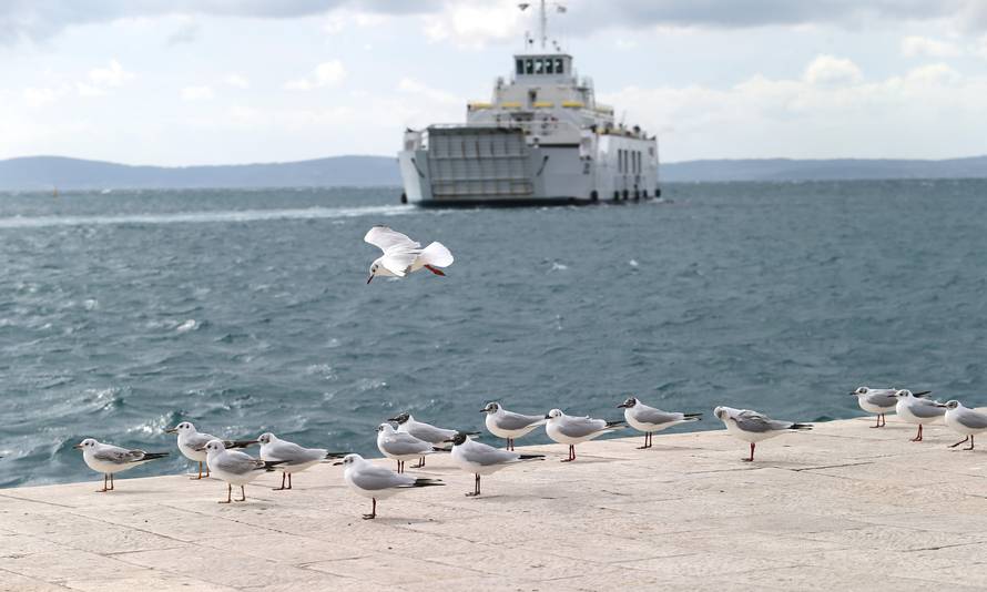 Svijet zagađuju i morske ptice: U njima se zna taložiti plastika