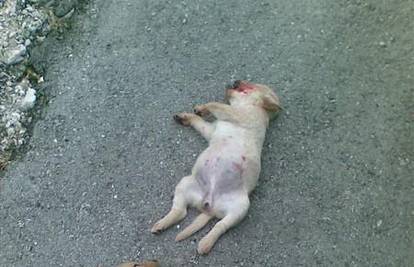 Ispred kuće u Bribiru je našao dva mrtva štenca