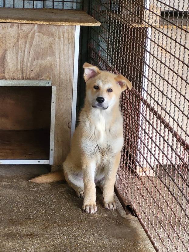 FOTO Ovi preslatki psići u Noinoj Arci čekaju samo vas da ih udomite