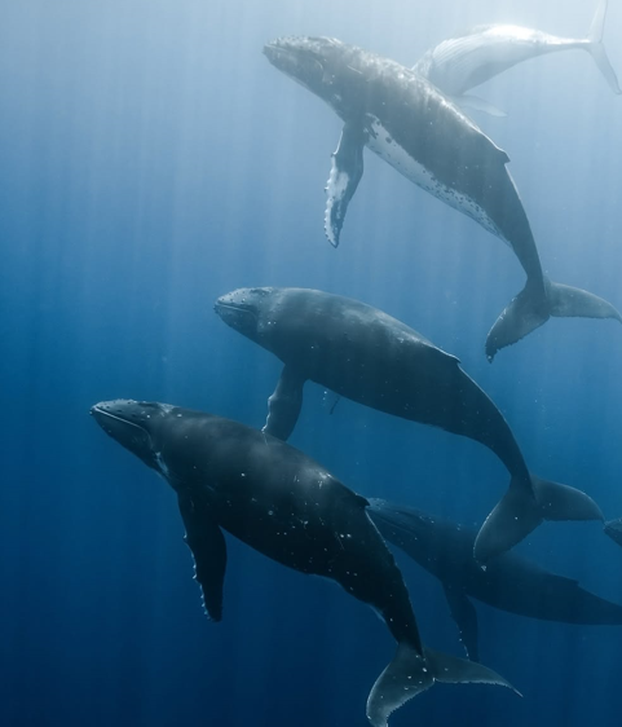 FOTO Grbavom kitu gleda u oči