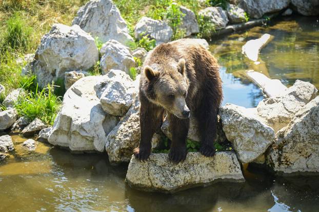 Zagreb: Životinje u Zoološkom vrtu odmaraju tijekom vrućina