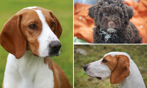 Ovo je lista najpopularnijih pasmina pasa u Hrvatskoj! Neke brojke &cacute;e vas jako iznenaditi...