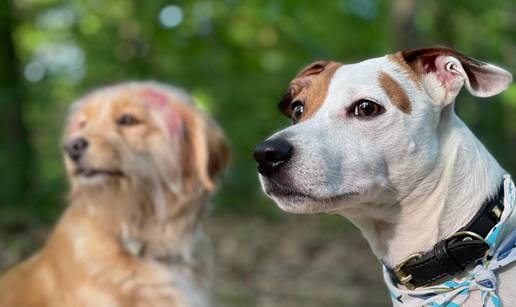 Otkrivena su najpopularnija imena pasa za 2025. Je li ime vašeg ljubimca na popisu?