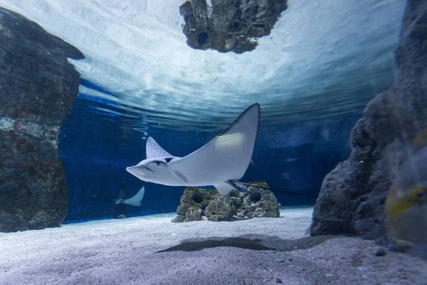 Pula: Novopristigle vrste raža Pjegavi golub u Pulskom akvariju