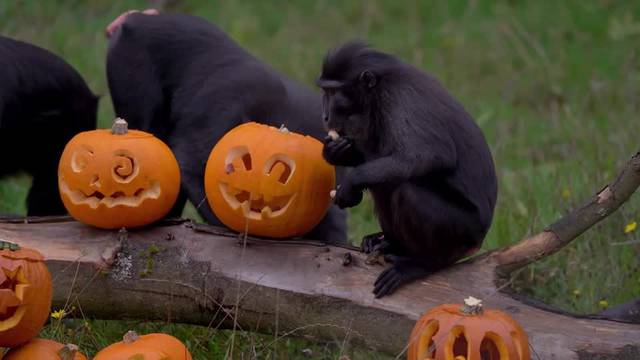 Halloween comes early to UK's Whipsnade Zoo