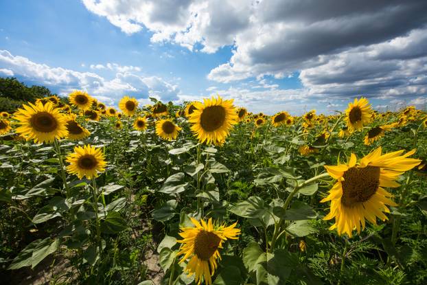 Polje suncokreta nedaleko Osijeka