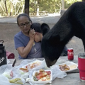 Medvjed na obiteljskom ručku: Prestrašena obitelj samo je ukočeno promatrala