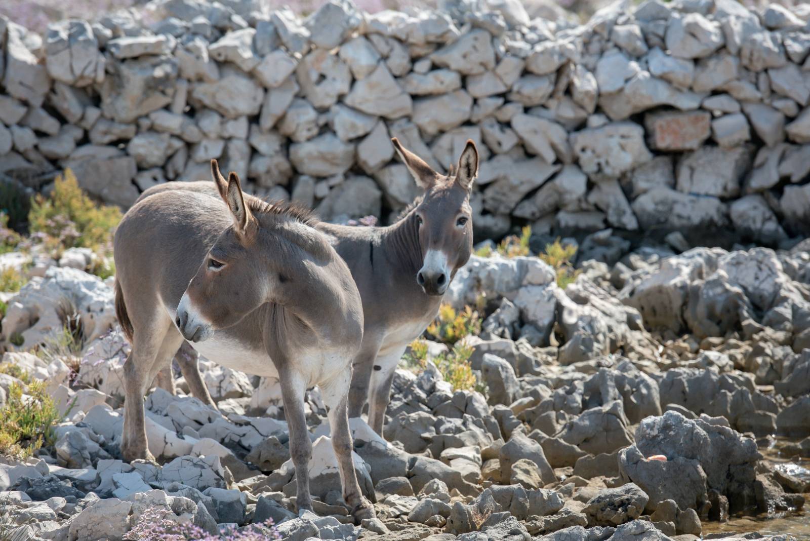 Neuspjeli pokušaj spašavanja magaraca s otoka na Kornatima - do daljnjega ostaju stanovnici otočića