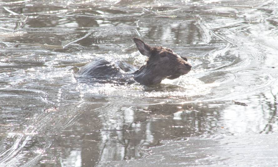 VIDEO Srna upala u zaleđeno jezero u zagrebačkom ZOO-u, spasili je: 'Nije imala ozljeda'