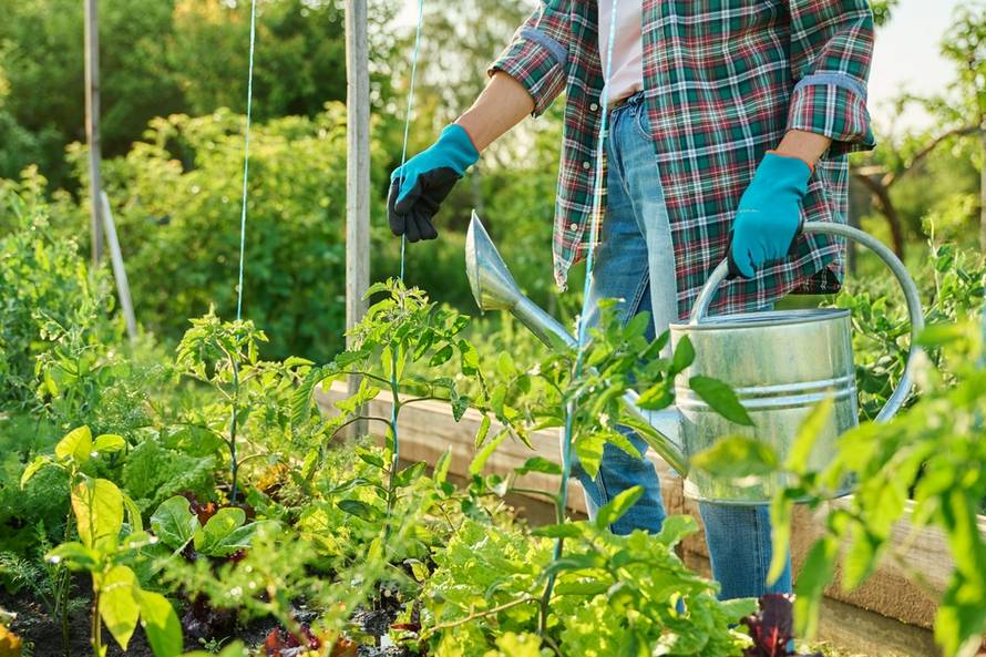 Woman,Gardener,With,Watering,Can,In,Vegetable,Garden