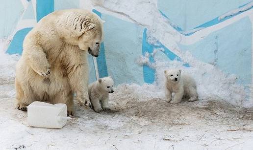 Polarni medvjedi prisiljeni jesti jedni druge da nekako prežive