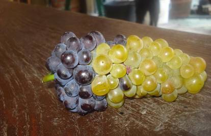 Ubrali crno-bijeli grozd u okolici Slavonskog Broda