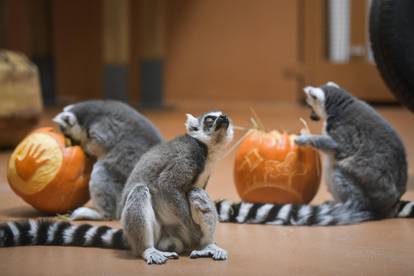 Pogledajte kako je izgledalo darivanje bundeva životinjama u zagrebačkom Zoološkom vrtu