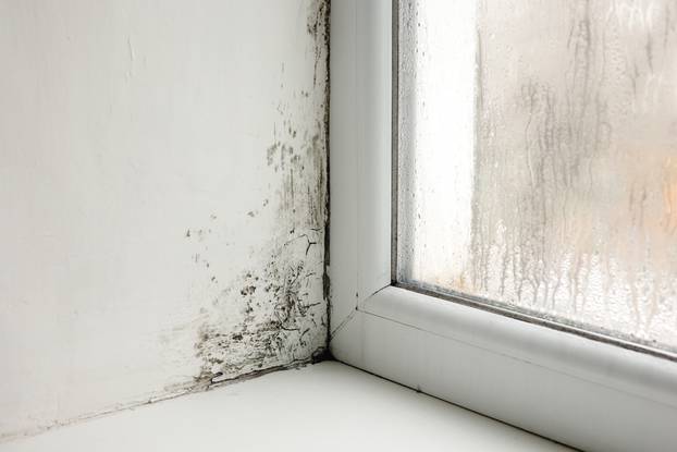 Mold,Growth.,Mould,Spores,Thrive,On,Moisture.,Mold,Spores,Can
