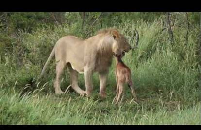 Lav odbio zaklati maloga gnua i obranio ga od napada drugog