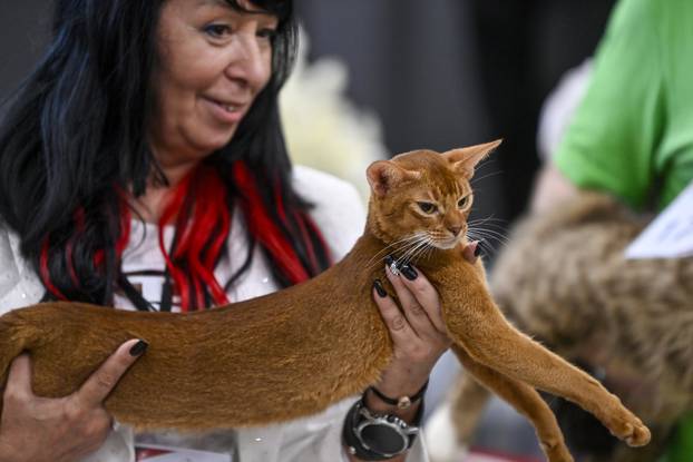 Zagreb: Međunarodna izložba mačaka WCF Cat Olimpia 2025