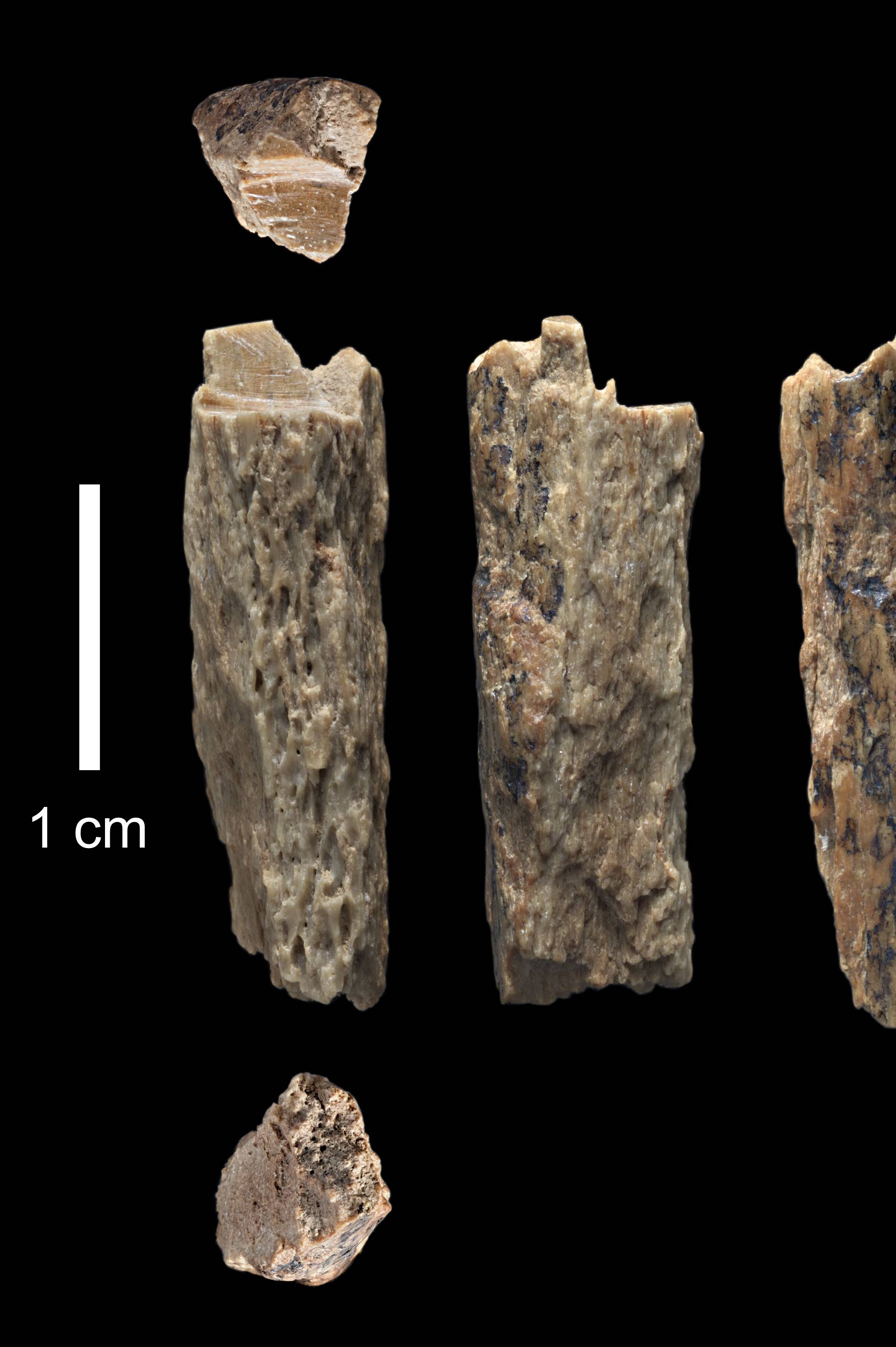 Našli ostatke hibridne curice: Mama joj je bila neandertalka