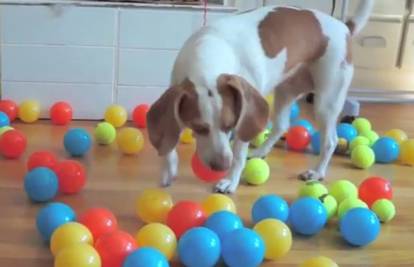 Najbolji rođendanski poklon: Psa 'zatrpali' sa 100 loptica