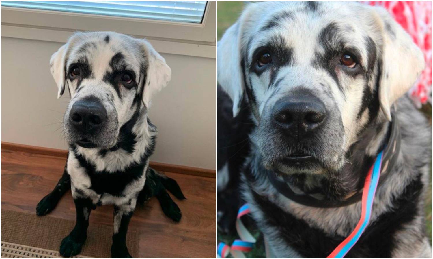 Labrador Blaze ima vitiligo, a 'šareno' krzno osvaja na prvu