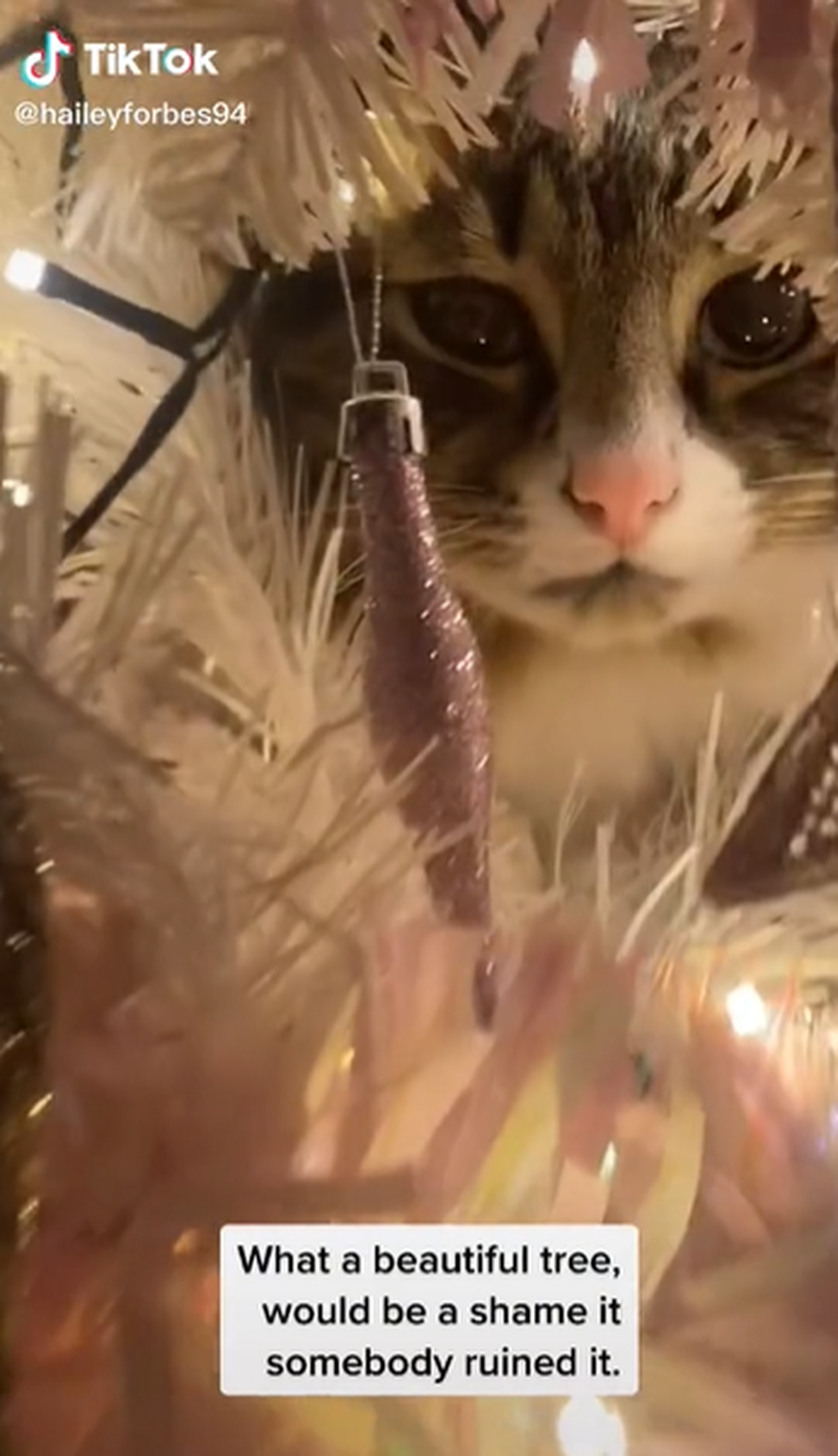 Mačak našao novo mjesto za spavanje unutar božićnog drvca