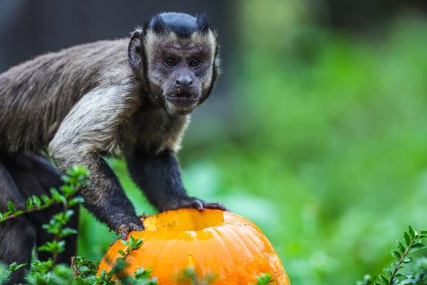 Zagreb: U Zoološkom vrtu organizirana podjela slasnih bundeva životinjama