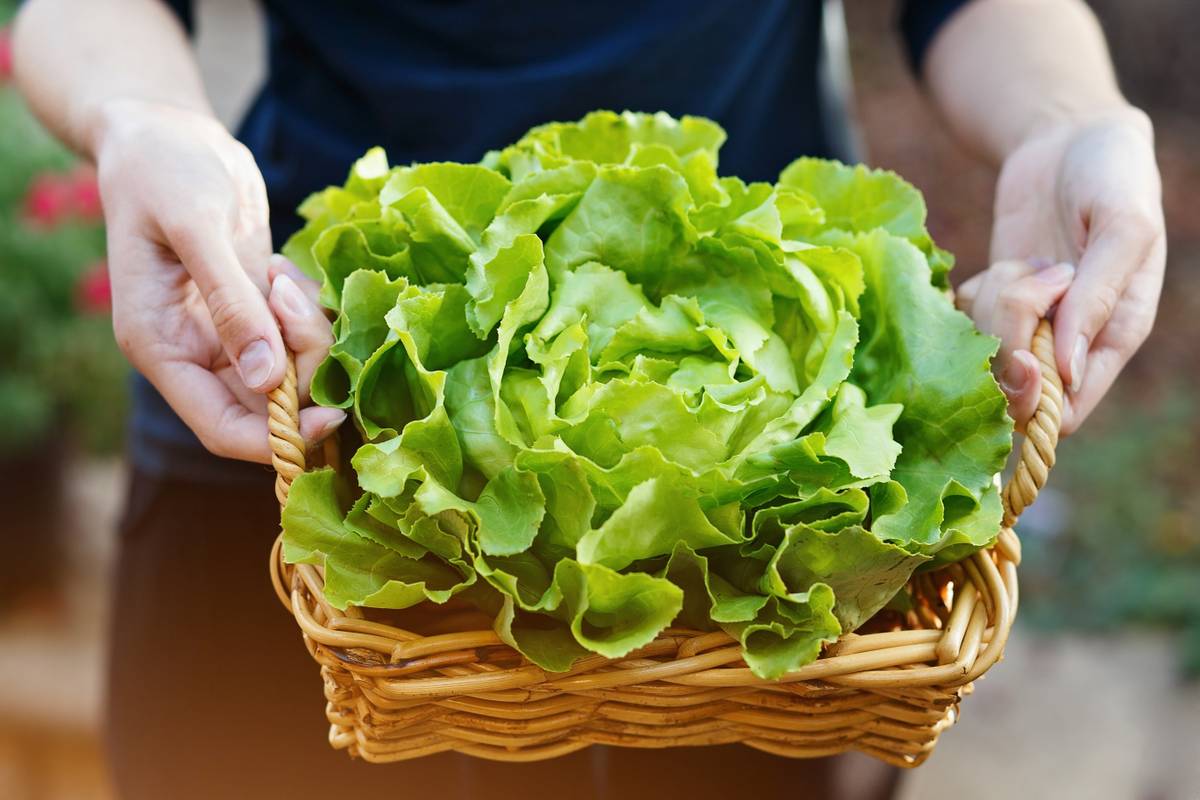 Trik kako da zelena salata duže ostane svježa i fino hrskava