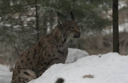 Dva risa pobjegla iz Zoološkog vrta u Ljubljani, lutaju gradom