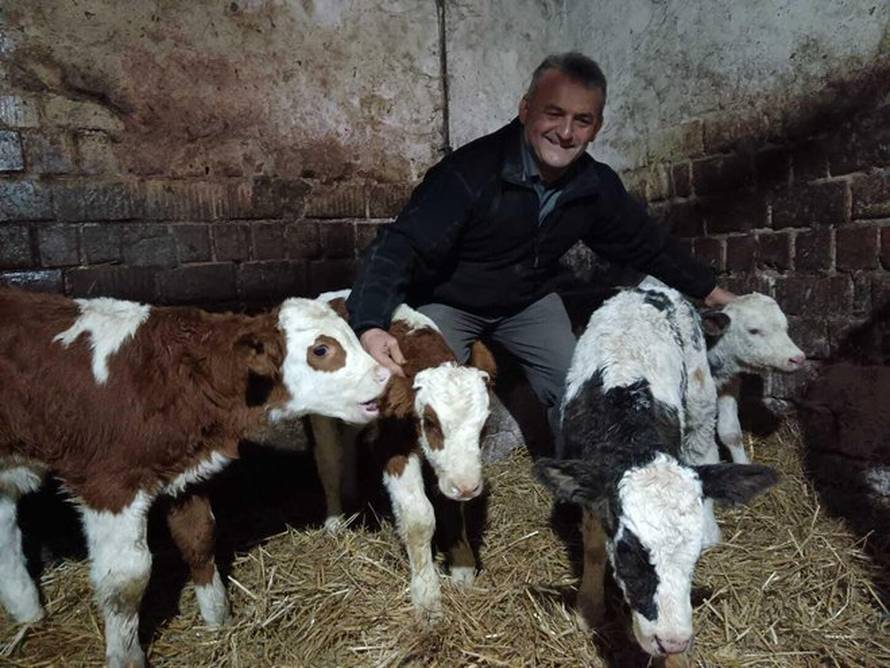 Rijedak fenomen kraj Bjelovara! Četiri krave dobile su blizance