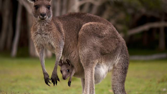 Ekologinja iz Australije: Najhumanije je ustrijeliti klokana koji umire od gladi