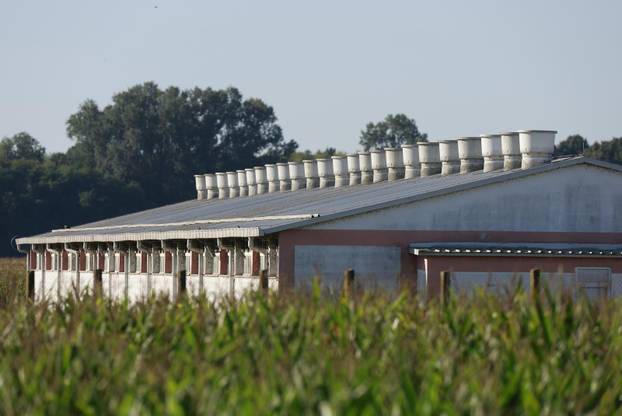 Sokolovac: Kreće eutanazija svinja, uvode se novi sigurnosni protokoli