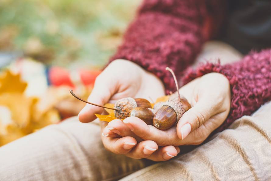Bogatstvo jesenskih plodova na dohvatu ruke: Šipak, orah, žir, planika, žižula, kesten, glog...