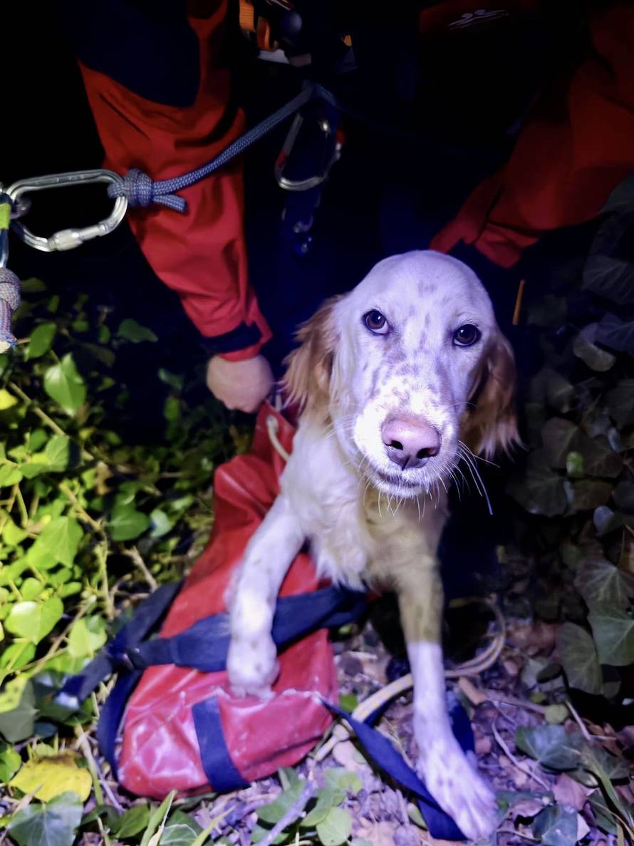 FOTO HGSS spasio lovačkog psa: 'Aris je na sigurnom, ide doma'