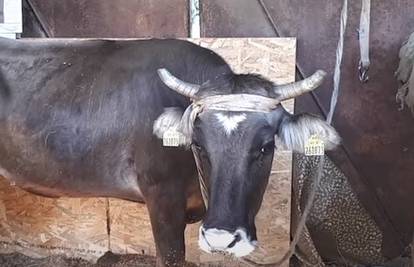 'Prebjegla' je u Srbiju: Bugari ipak neće ubiti kravu Penku...