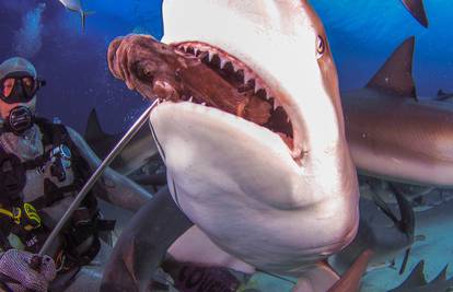 Hrane ih 'iz ruke': Oni tvrde da su morski psi nježne životinje