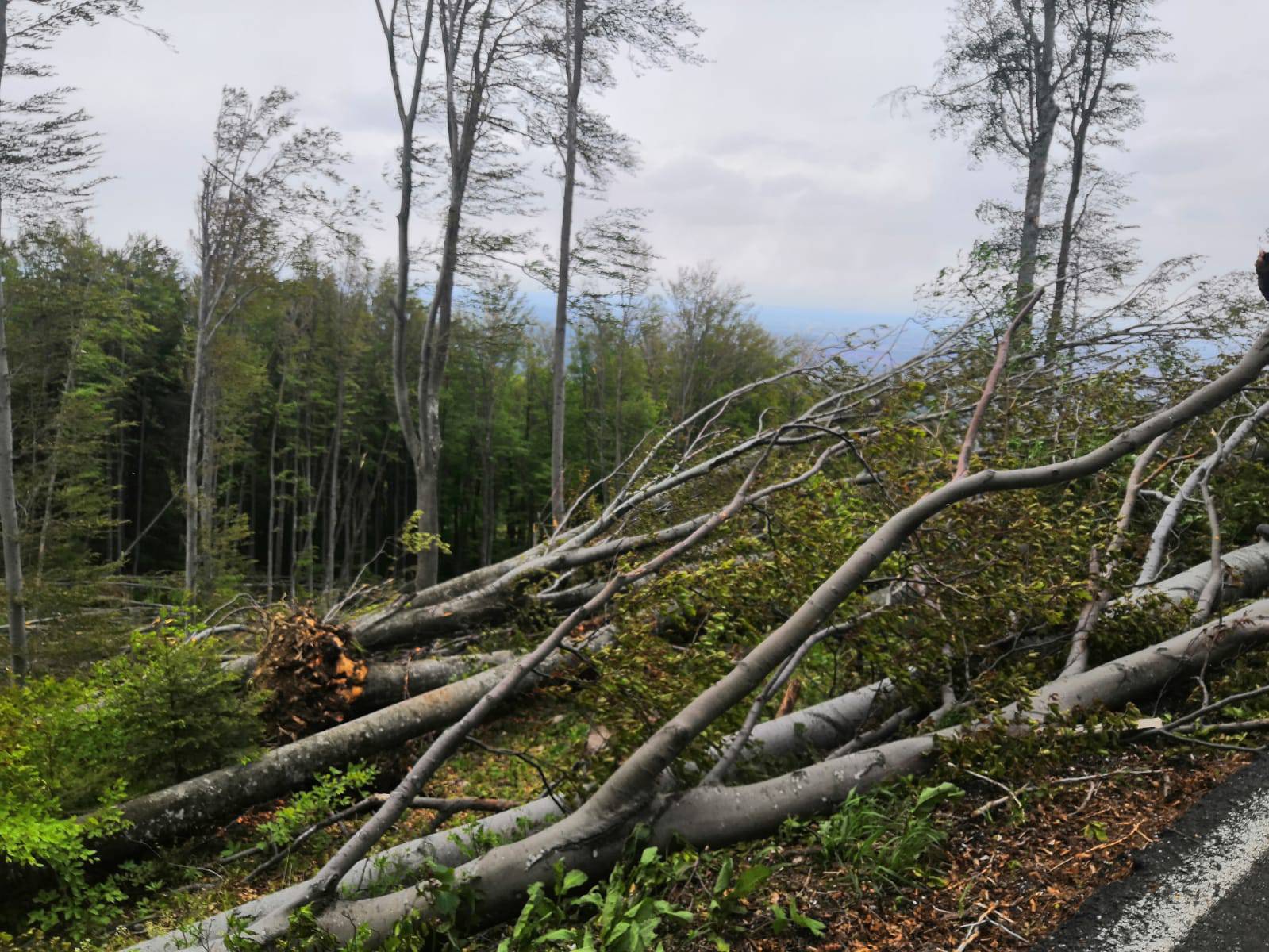 Prizor katastrofe: Oluja srušila stotine stabala na Medvednici