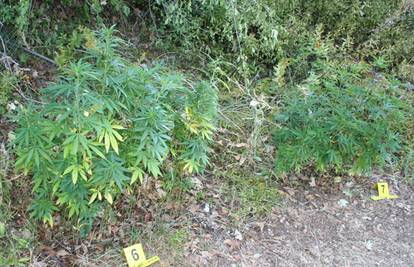 U Trilju kod dvojice muškaraca pronašli 21 kilogram marihuane