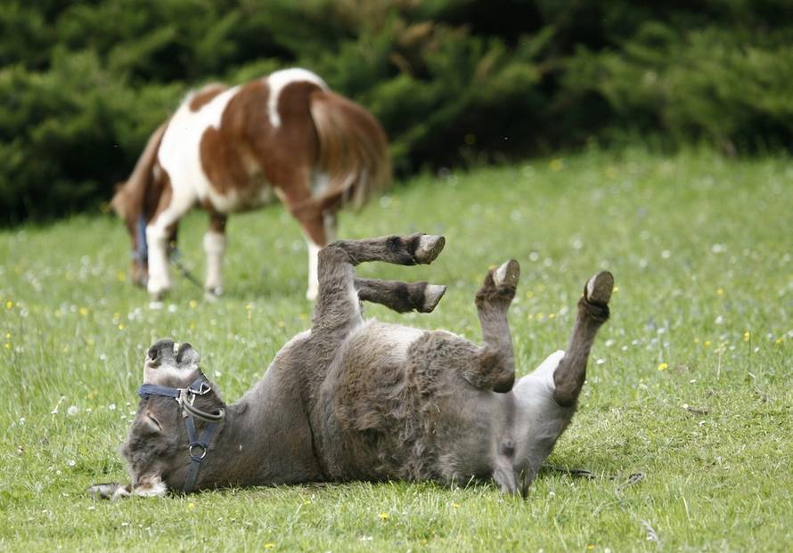 Robert Anić/PIXSELL