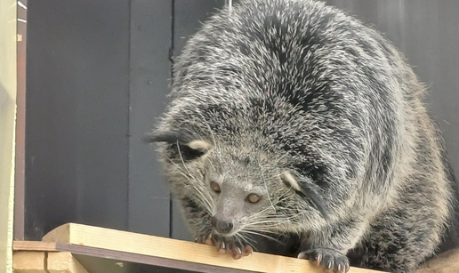 VIDEO Ovo je životinja koja je  stigla u osječki ZOO. Miriše na kokice. Jeste li kad čuli za nju?