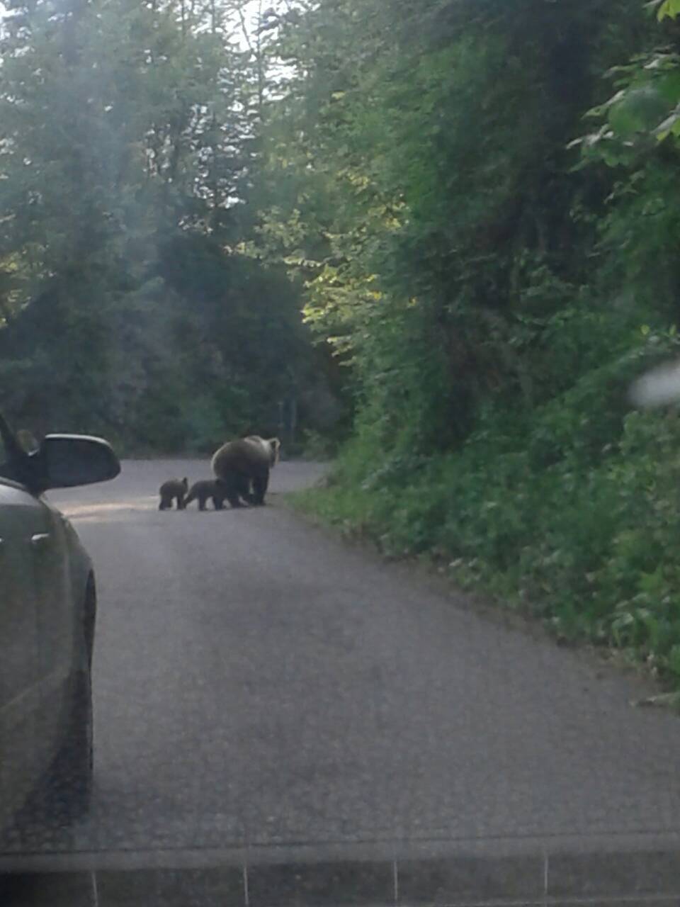 Medvjeđa obitelj u šetnji: Bili su mirni. Gledali smo ih u čudu