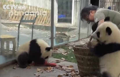 Preslatko tvrdoglave pande priuštile su joj tisuću muka