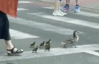 VIDEO Mama i pačići prelazili cestu ispred Avenue Malla